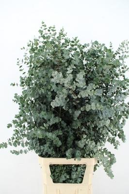 Eucalyptus gunnii Azura