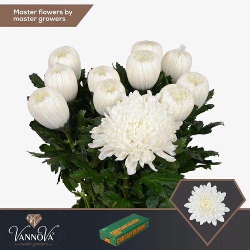 Chrysanthemum Indicum Grp geplozen Gagarin