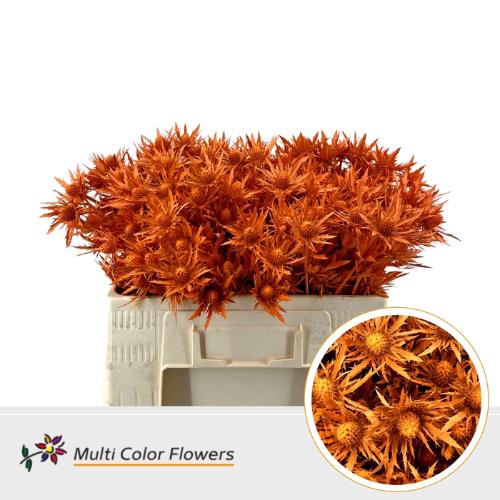 Eryngium alpinum kleurbehandeld H%