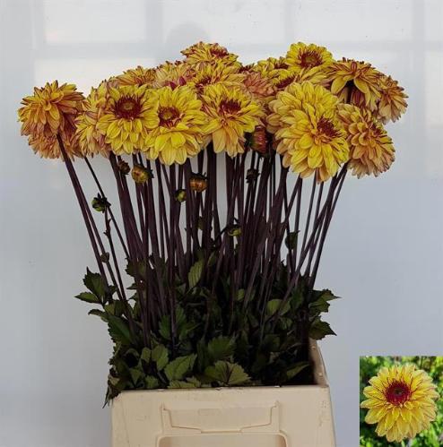 Dahlia (Miscellaneous Grp) 'Gelia'