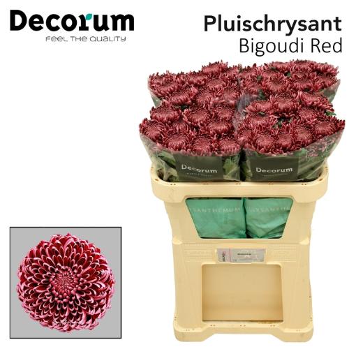 Chrysanthemum (Indicum Grp) geplozen 'Bigoudi Red'