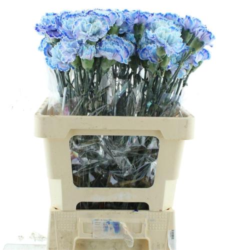 Dianthus standaard kleurbehandeld H%