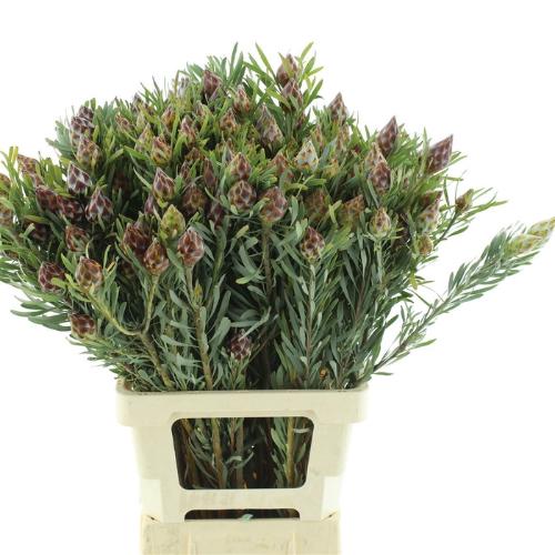 Leucadendron overig