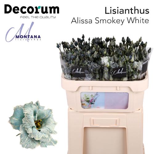Eustoma russellianum gevuldbloemig overig