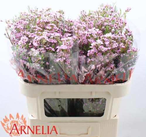 Chamelaucium uncinatum 'Kerryn'