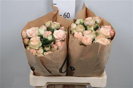 Rosa tros Gentle Trendsetter