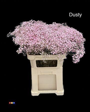 Gypsophila overig kleurbehandeld H%