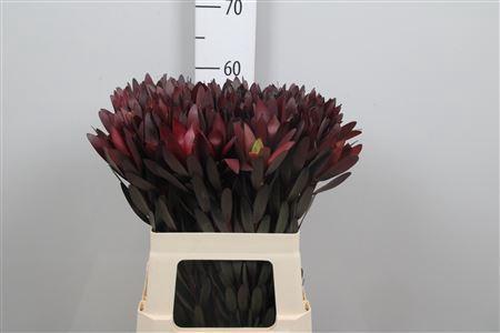 Leucadendron 'Safari Sunset'