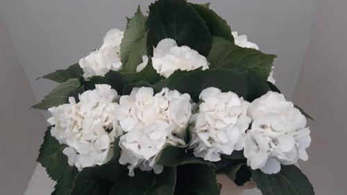 Hydrangea macrophylla 'Schneeball'