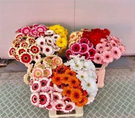 Gerbera mini gemengd
