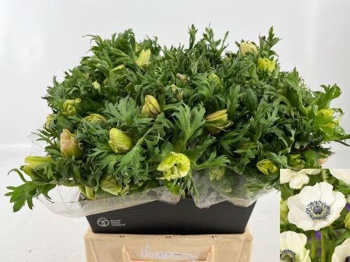 Anemone coronaria 'Marianne Panda'