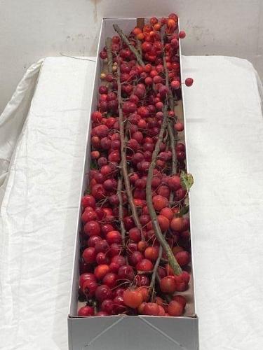 Siervruchten per tak Malus 'Red Sentinel'
