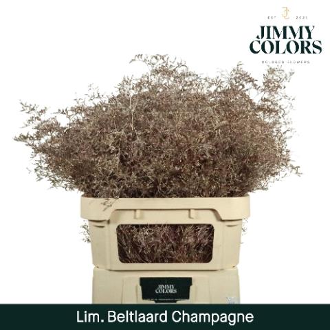 Limonium overig kleurbehandeld H%