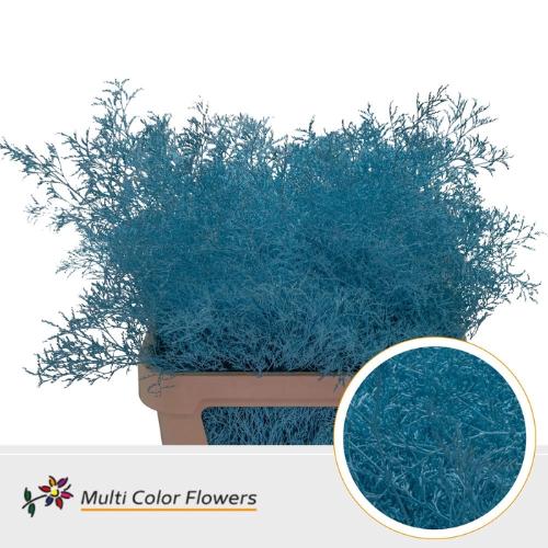 Limonium overig kleurbehandeld H%
