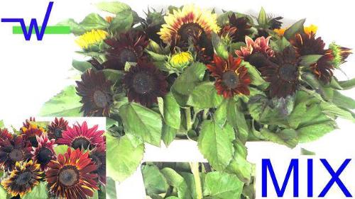 Helianthus overig