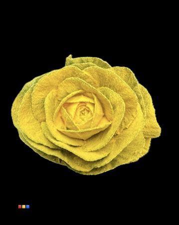 Brassica oleracea kleurbehandeld H%