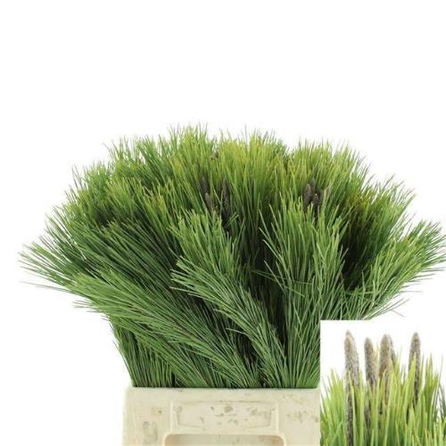 Pinus mugo var. mughus