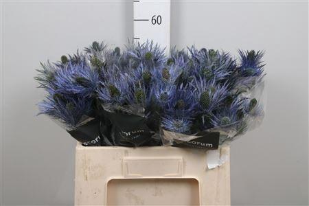 Eryngium x zabelii 'Donard Variety'