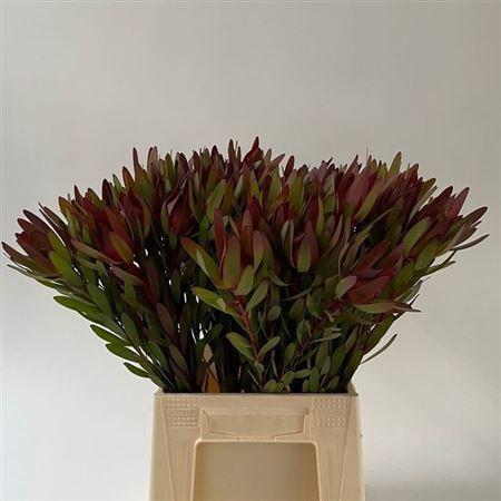 Leucadendron 'Safari Sunset'