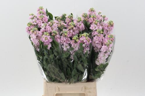 Matthiola incana 'Phantom Softpink'