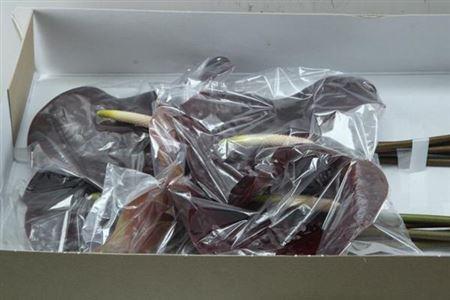 Anthurium (Andreanum Grp) Showtime