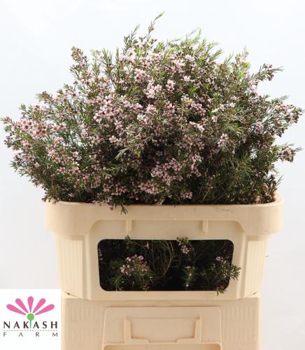 Chamelaucium uncinatum 'Romi'