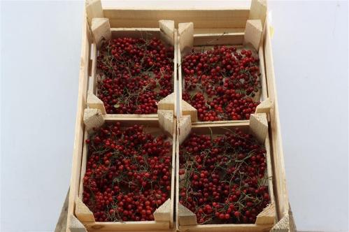 Viburnum per tak overig met bes