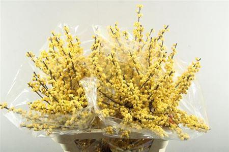 Ilex verticillata 'Citronella'