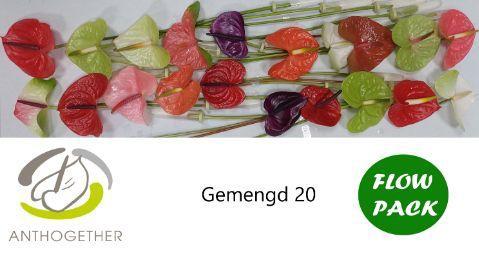 Anthurium Andreanum Grp gemengd 4 kleuren