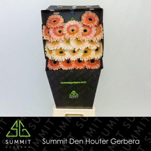 Gerbera mini gemengd op rij