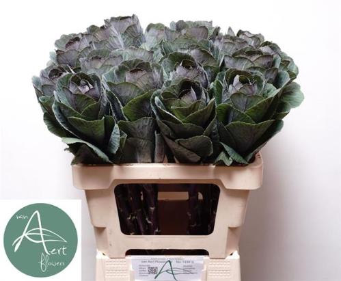 Brassica oleracea 'Red Crane'
