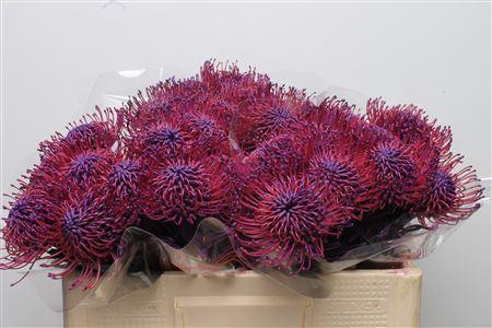 Leucospermum 'Naomi' kleurbehandeld H%