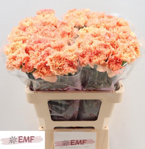 Dianthus standaard 'Megan'