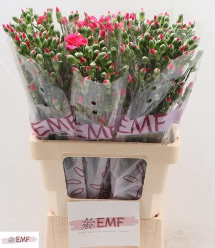 Dianthus tros Solomio Imre