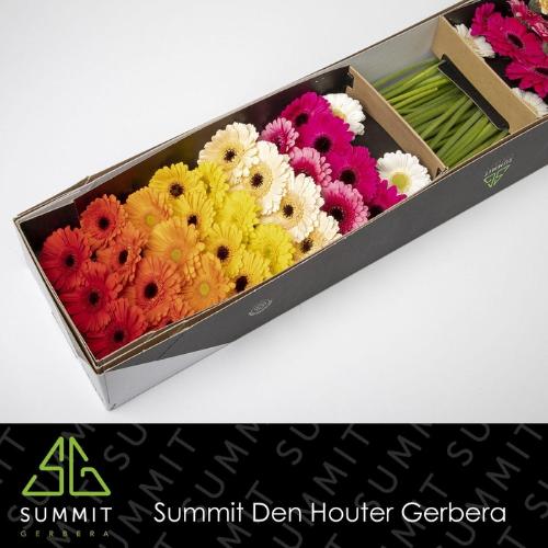 Gerbera mini gemengd op rij