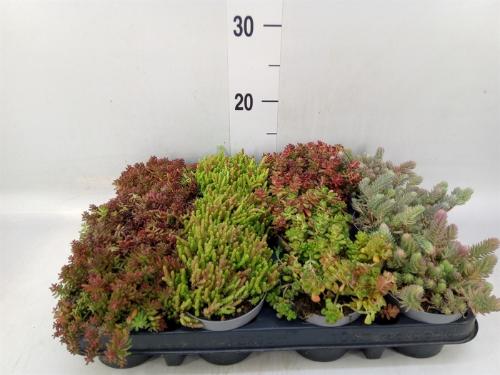 Sedum overig