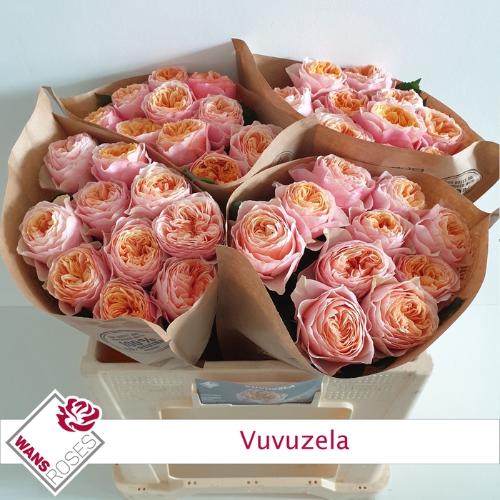 Rosa grootbloemig 'Vuvuzela'