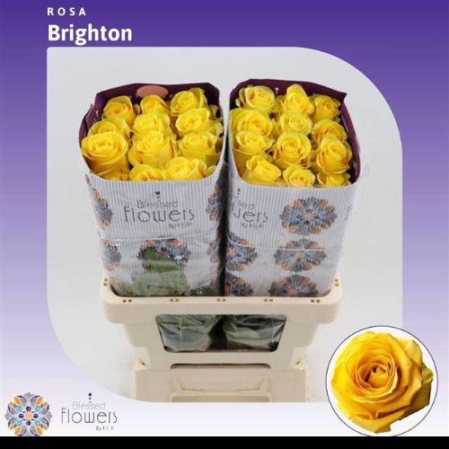Rosa grootbloemig Brighton