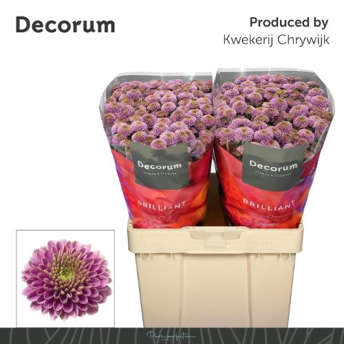 Chrysanthemum Indicum Grp tros santini Doria