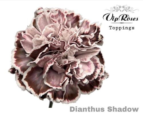 Dianthus standaard kleurbehandeld H%