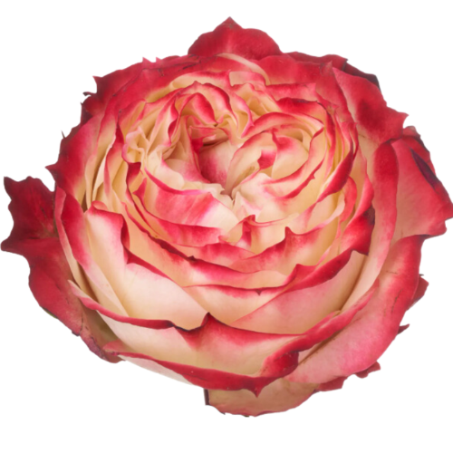 Rosa grootbloemig Apple Jack