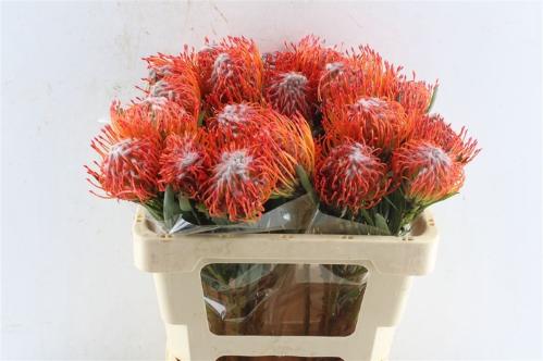 Leucospermum cordifolium 'Tango'