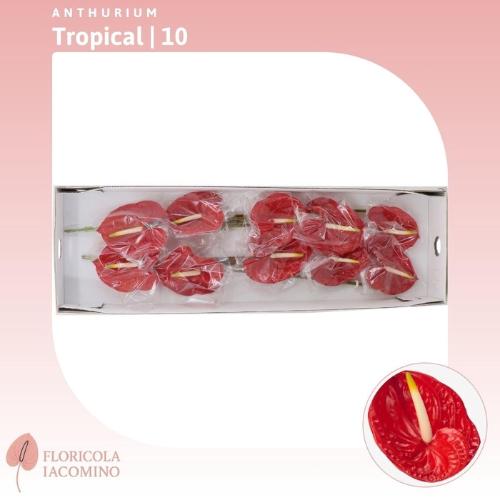 Anthurium Andreanum Grp 'Tropical'