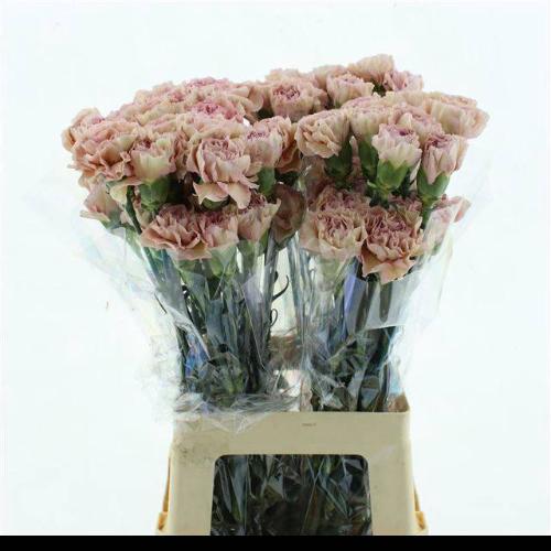 Dianthus standaard Creola