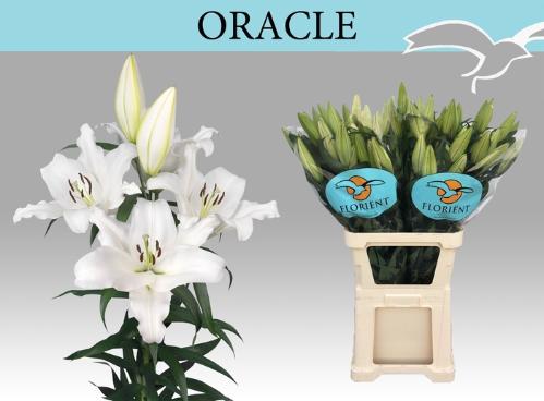 Lilium (OT-hybrids Grp) 'Oracle'