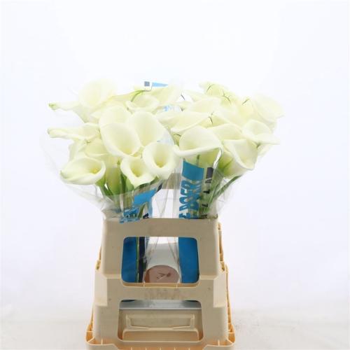 Zantedeschia White Art