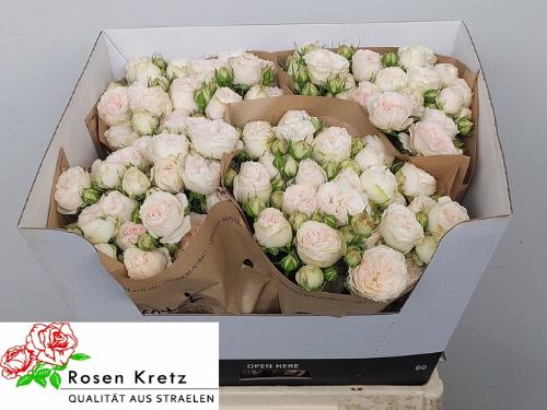 Rosa tros Royal Wedding