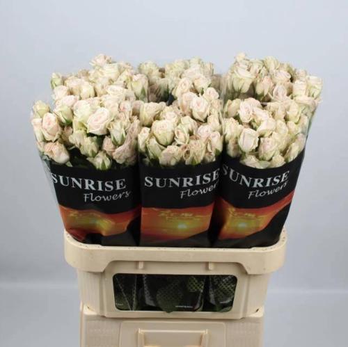 Rosa tros Royal Porcelina