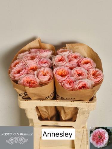 Rosa grootbloemig Annesley!