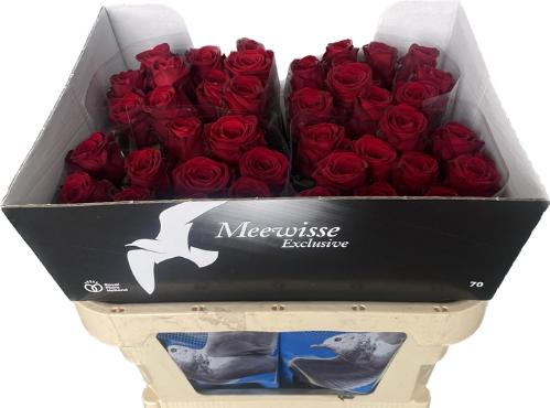 Rosa grootbloemig Red Naomi!
